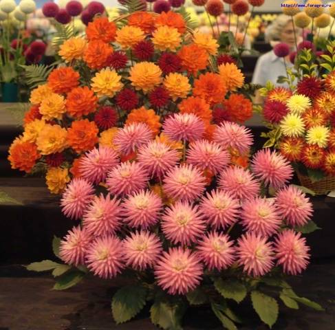 Perennial Dahlia: planting and care