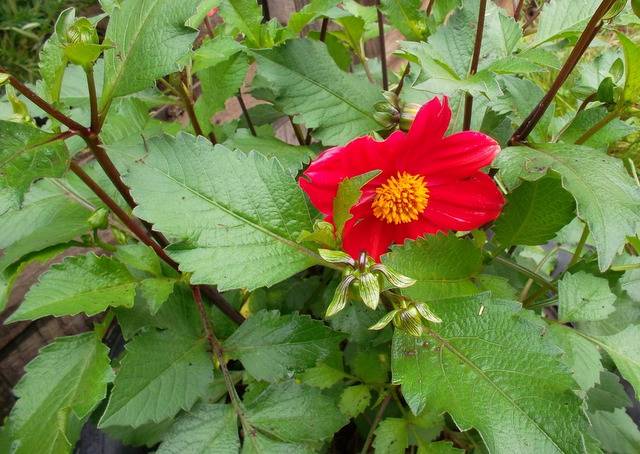 Perennial Dahlia: planting and care