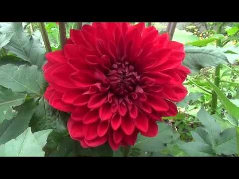 Perennial Dahlia: planting and care