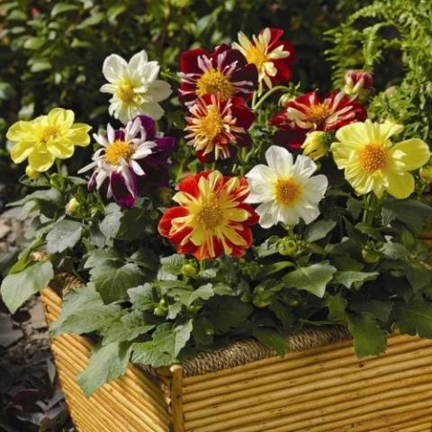 Perennial Dahlia: planting and care