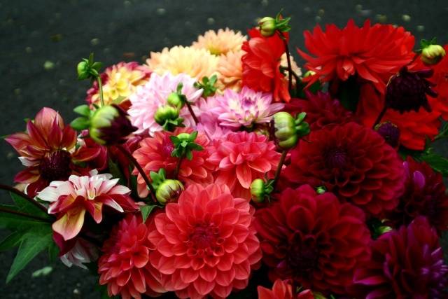 Perennial Dahlia: planting and care