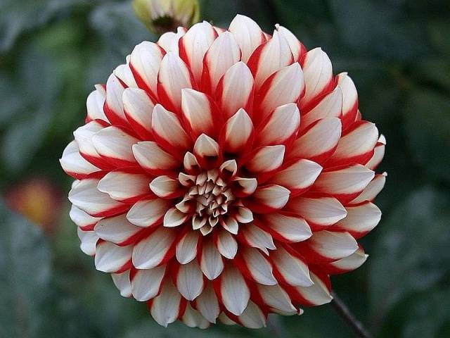 Perennial Dahlia: planting and care