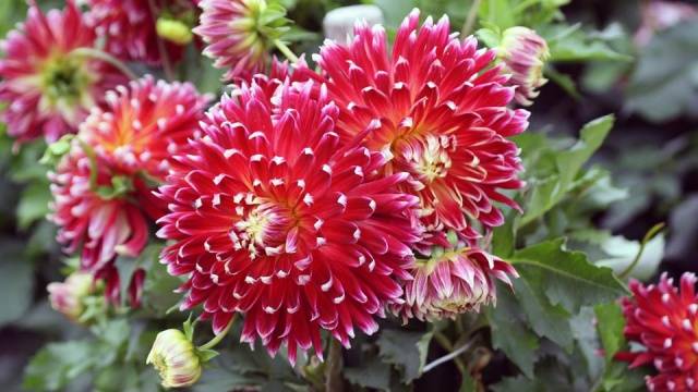 Perennial Dahlia: planting and care