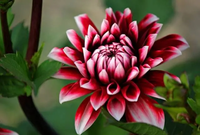 Perennial Dahlia: planting and care