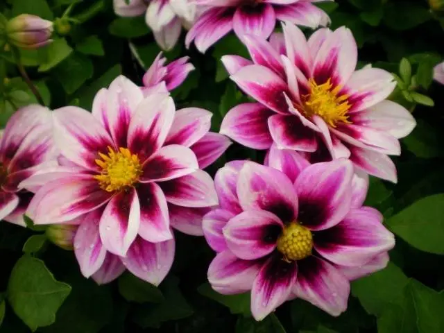 Perennial Dahlia: planting and care