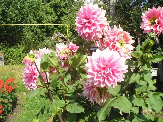 Perennial Dahlia: planting and care