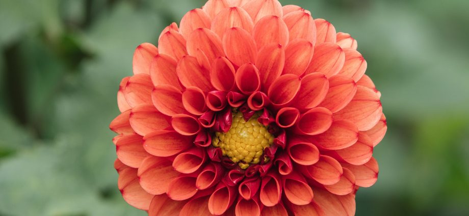 Perennial Dahlia: planting and care