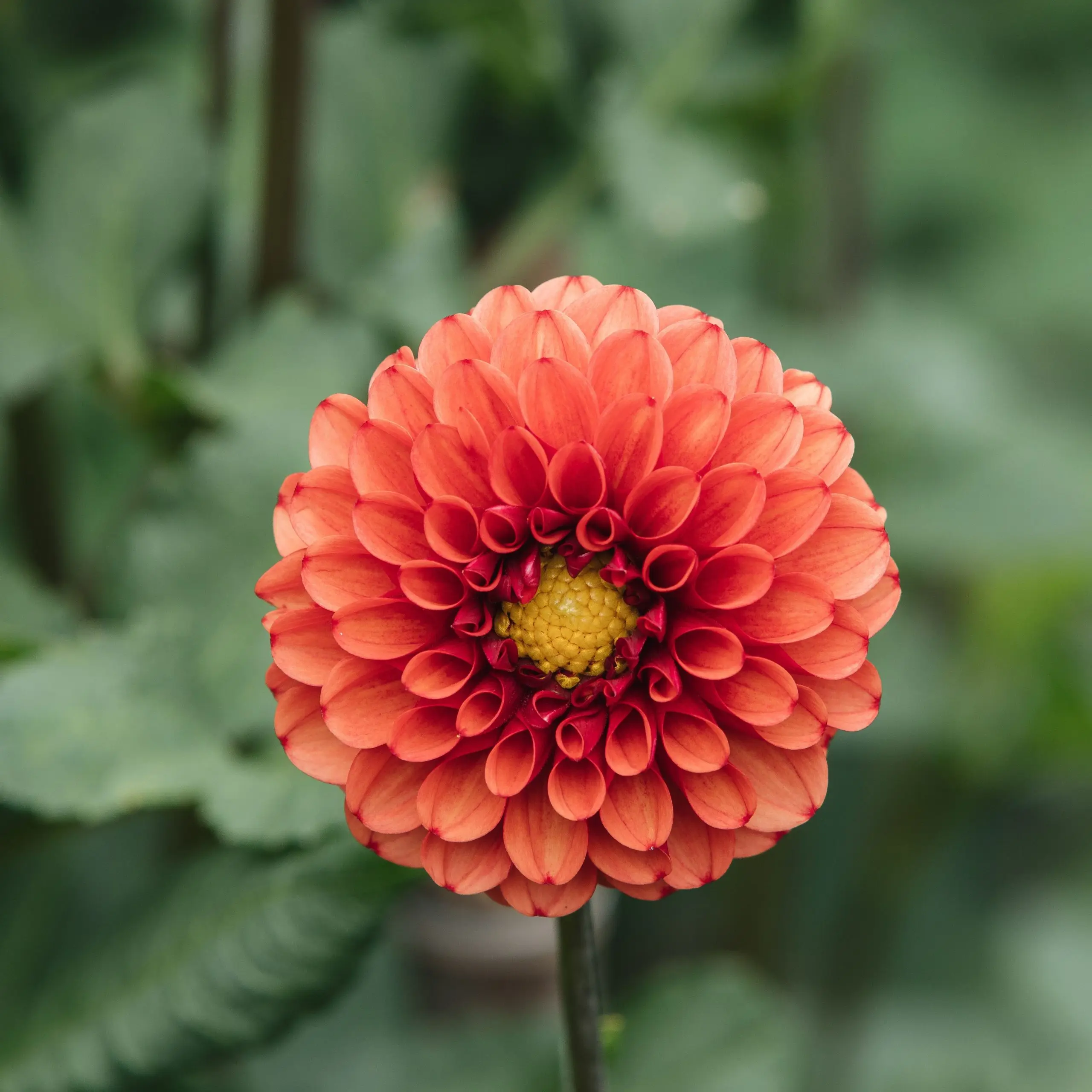 Perennial Dahlia: planting and care