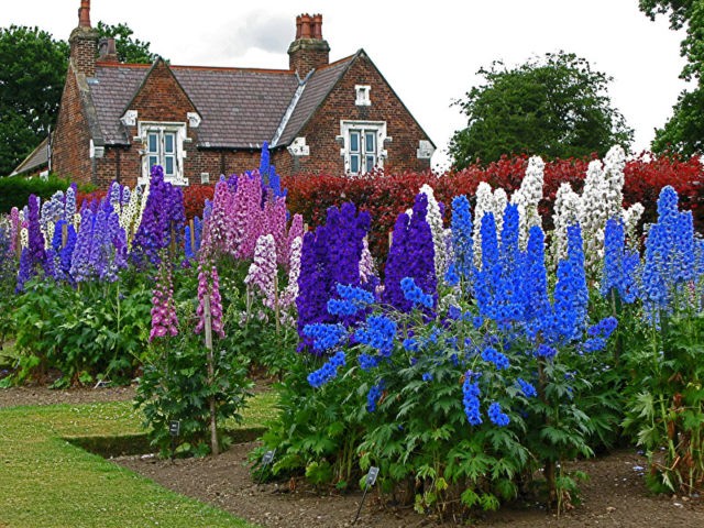 Perennial delphinium New Zealand: planting and care, photos, reviews