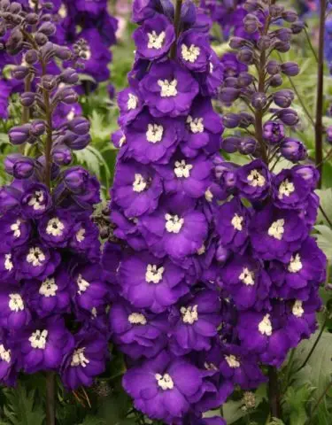 Perennial delphinium New Zealand: planting and care, photos, reviews