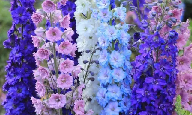 Perennial delphinium New Zealand: planting and care, photos, reviews