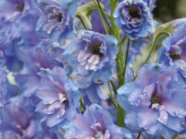 Perennial delphinium New Zealand: planting and care, photos, reviews