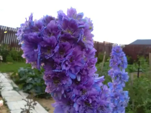 Perennial delphinium New Zealand: planting and care, photos, reviews