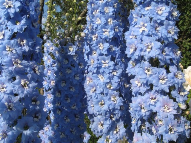 Perennial delphinium New Zealand: planting and care, photos, reviews