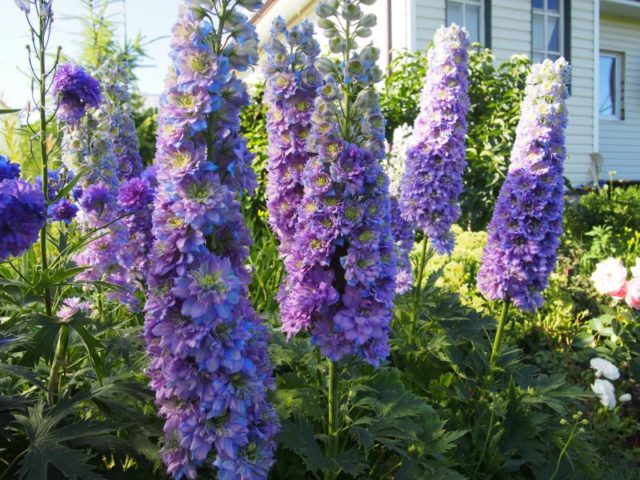 Perennial delphinium New Zealand: planting and care, photos, reviews