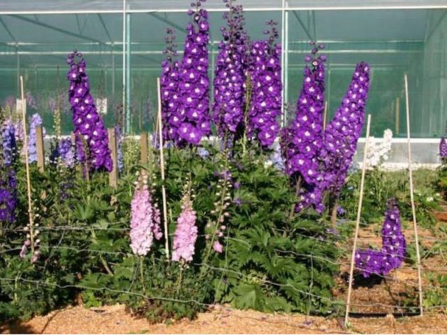 Perennial delphinium New Zealand: planting and care, photos, reviews