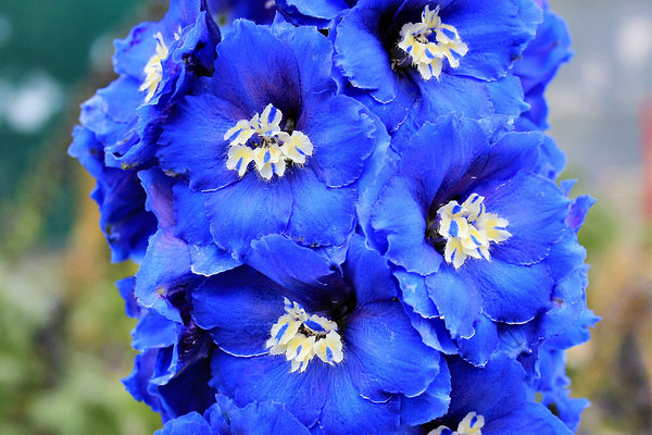 Perennial delphinium New Zealand: planting and care, photos, reviews