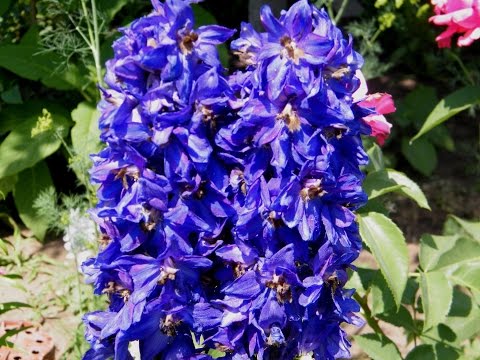 Perennial delphinium New Zealand: planting and care, photos, reviews