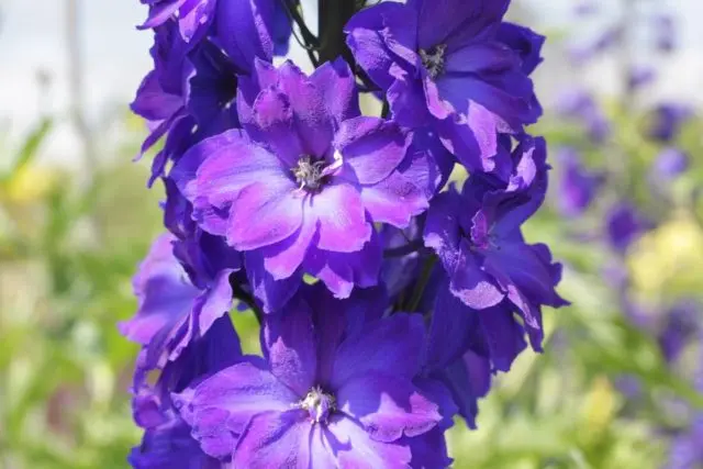 Perennial delphinium New Zealand: planting and care, photos, reviews