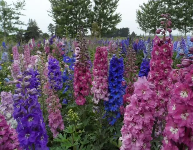 Perennial delphinium New Zealand: planting and care, photos, reviews