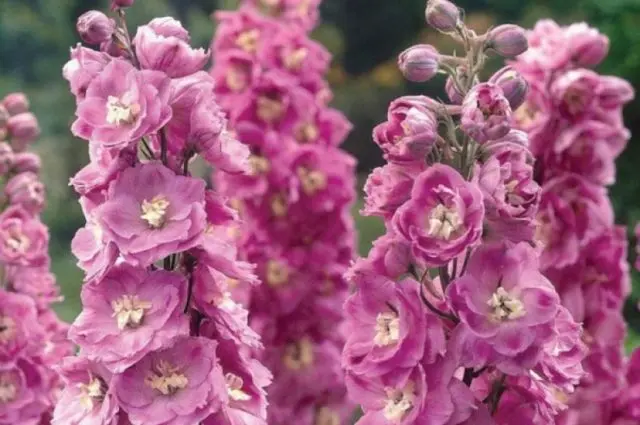 Perennial delphinium New Zealand: planting and care, photos, reviews