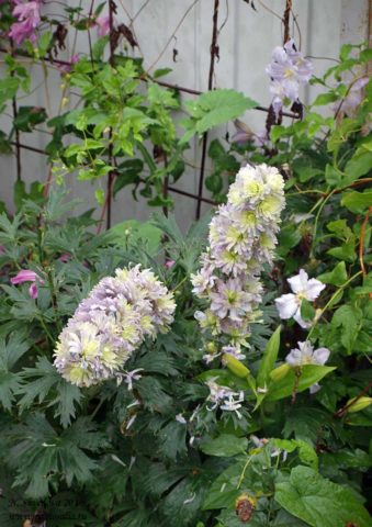 Perennial delphinium New Zealand: planting and care, photos, reviews