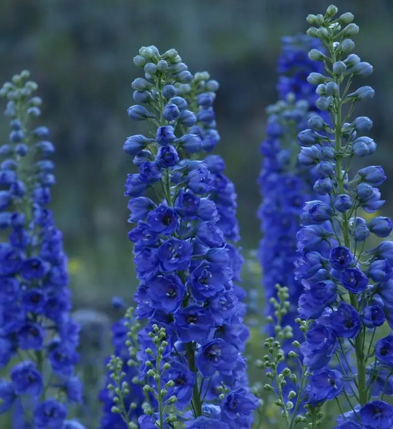 Perennial delphinium New Zealand: planting and care, photos, reviews