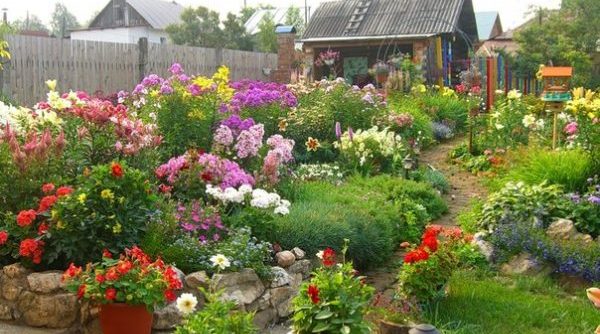 Perennial flower beds: how to choose flower varieties