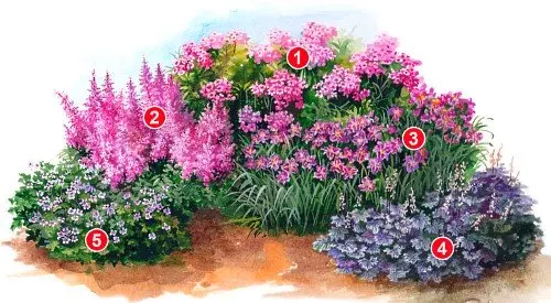 Perennial flower beds: how to choose flower varieties