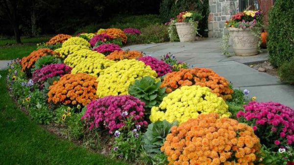 Perennial flower beds: how to choose flower varieties