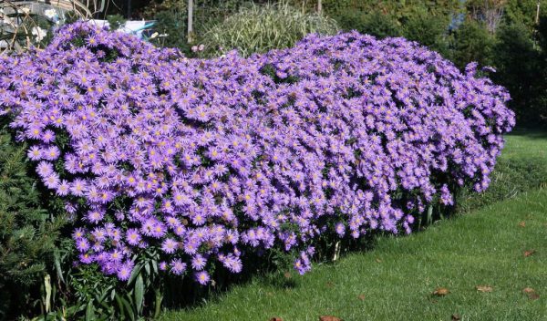 Perennial flowers bushes and flowering shrubs