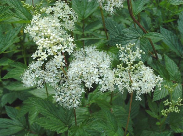 Perennial flowers bushes and flowering shrubs