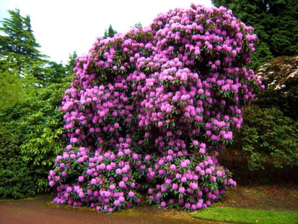 Perennial flowers bushes and flowering shrubs