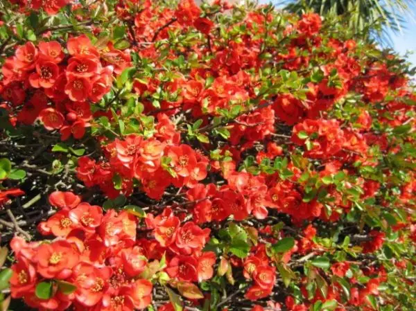 Perennial flowers bushes and flowering shrubs