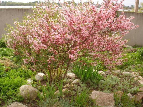 Perennial flowers bushes and flowering shrubs