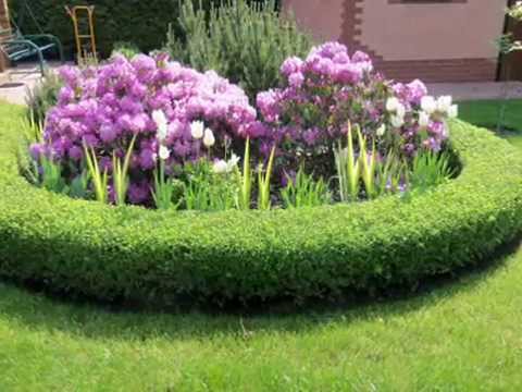 Perennial flowers bushes and flowering shrubs