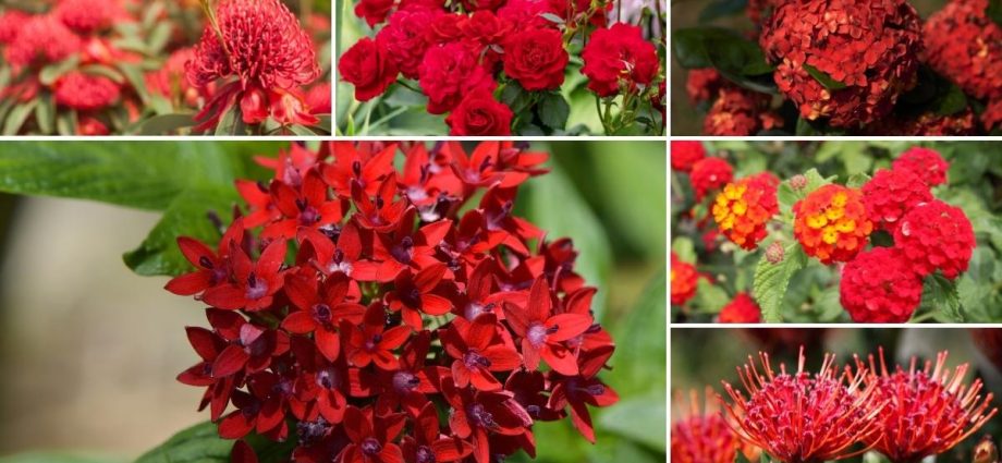 Perennial flowers bushes and flowering shrubs