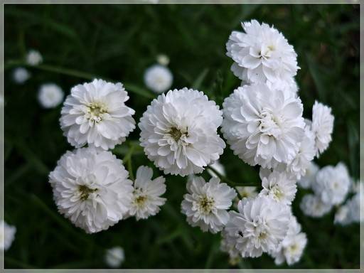 Perennial flowers for flower beds: photo with names