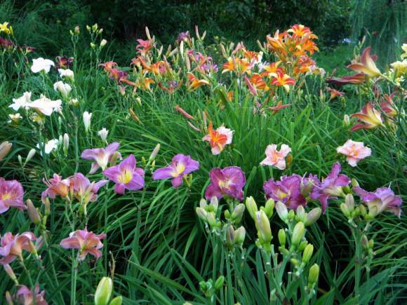 Perennial flowers for flower beds: photo with names