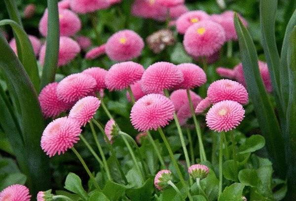 Perennial flowers for flower beds: photo with names