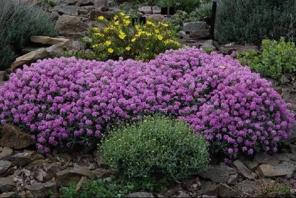 Perennial flowers for flower beds: photo with names