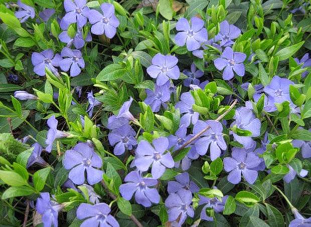 Perennial flowers for flower beds: photo with names