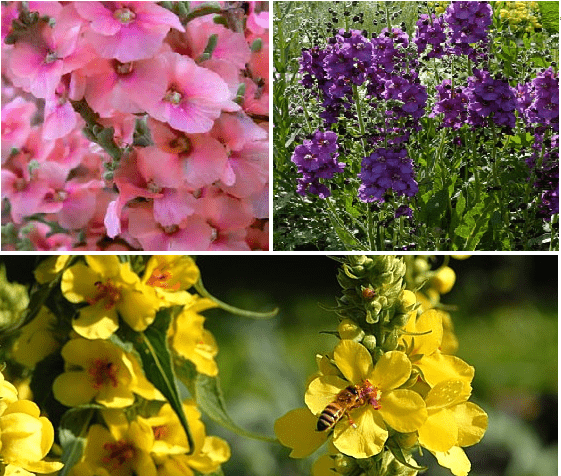 Perennial flowers for flower beds: photo with names