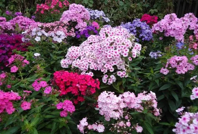 Perennial flowers for flower beds: photo with names