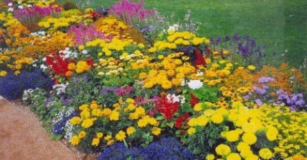 Perennial flowers for flower beds: what are and how to plant