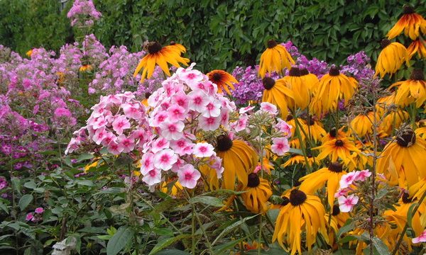 Perennial flowers for flower beds: what are and how to plant