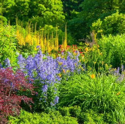 Perennial flowers for flower beds: what are and how to plant