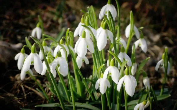 Perennial flowers for Siberia are unpretentious and frost-resistant