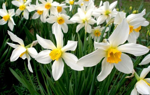 Perennial flowers for Siberia are unpretentious and frost-resistant