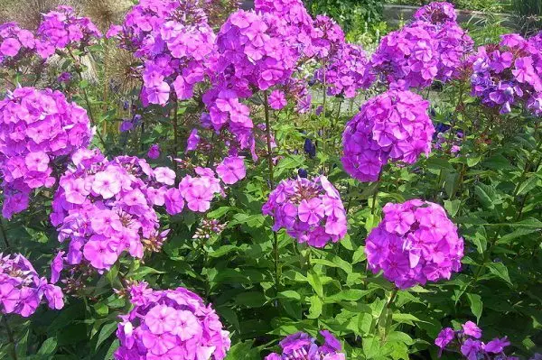 Perennial flowers for Siberia are unpretentious and frost-resistant